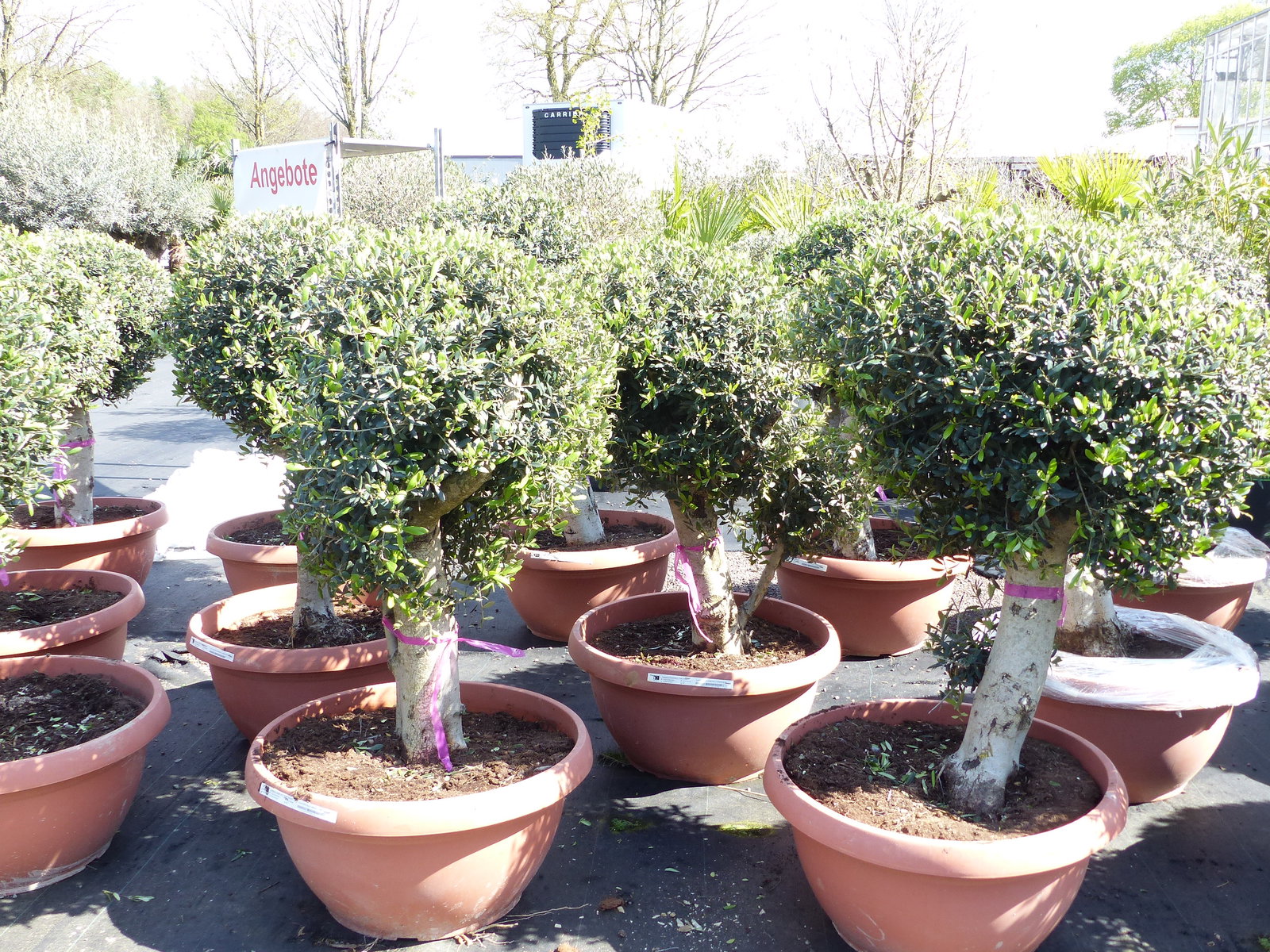 Bonsai Kugel Olivenbaum 140 - 170 cm knorrige urige Olive winterhart Olea Europaea Ölbaum