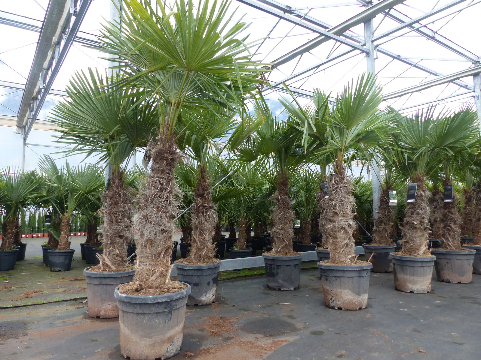 Trachycarpus fortunei dicke Stämme 220 cm Hanfpalme, winterharte Palme bis -18°C