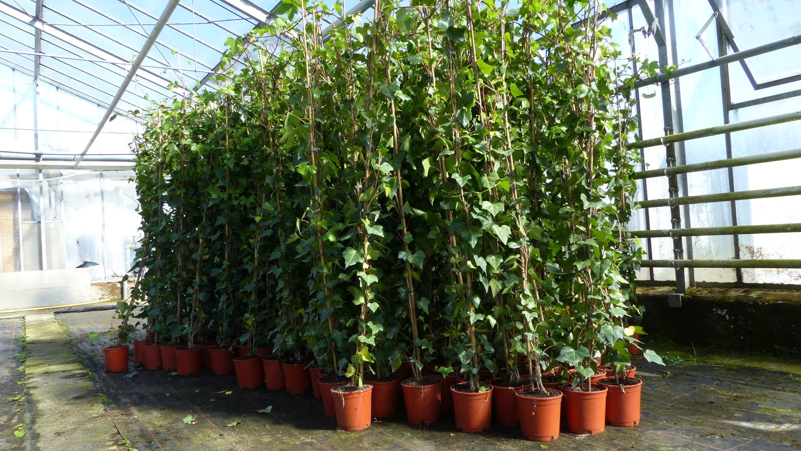 4 Stück Efeu Pflanze Hedera helix 180 - 200 cm Pyramide Säule winterhart Kletterpflanze Hecke Sichtschutz blickdicht