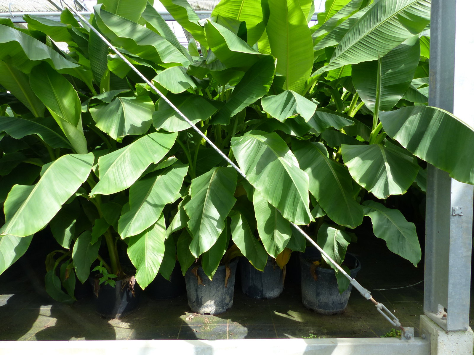 2 Stück Bananenstaude Banane Musa Basjoo 170 cm winterhart Staude japanische Faserbanane