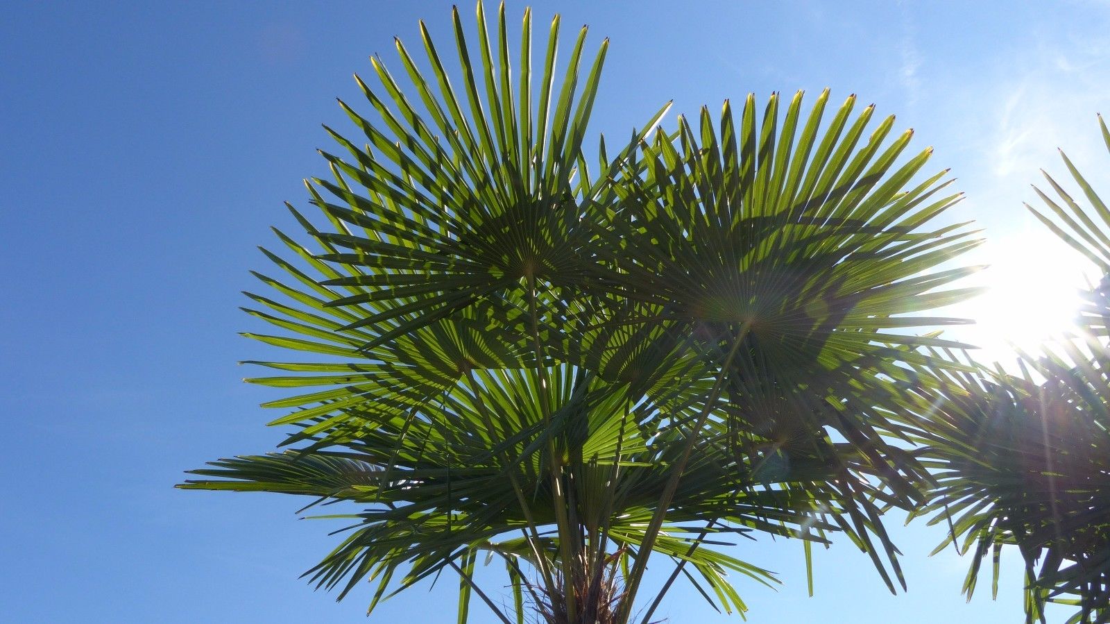 XXXXL 240 - 270 cm Trachycarpus fortunei 130-150 cm Stamm Hanfpalme, winterharte Palme bis -18°C