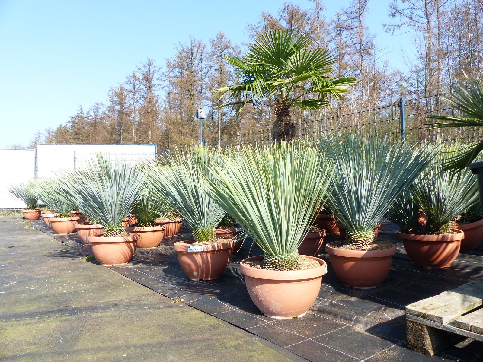 Yucca Rostrata 80 - 100 cm in Bonsai Schale | winterhart | Ø Krone 70 - 100 cm