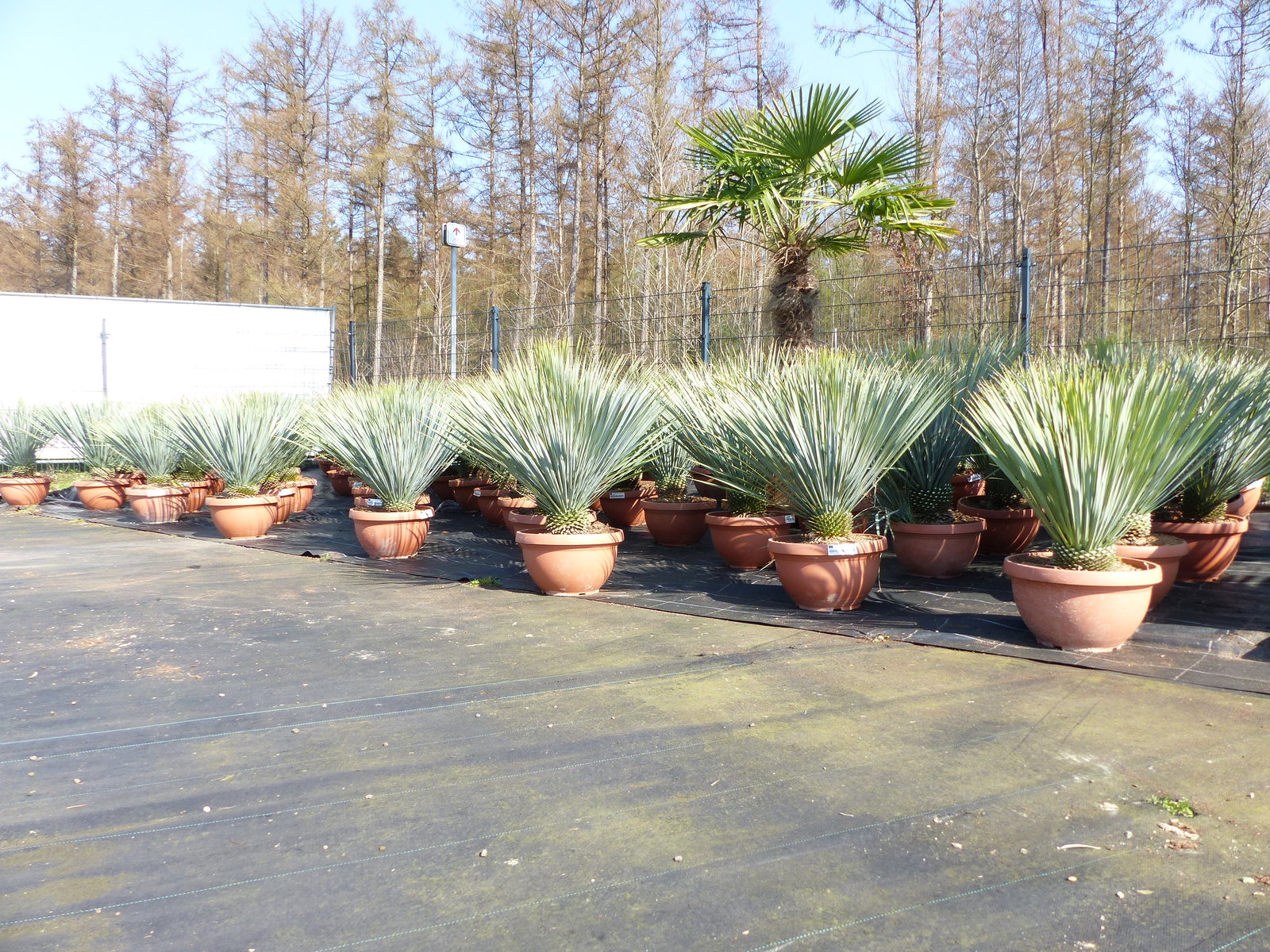 Yucca Rostrata 80 - 100 cm in Bonsai Schale | winterhart | Ø Krone 70 - 100 cm