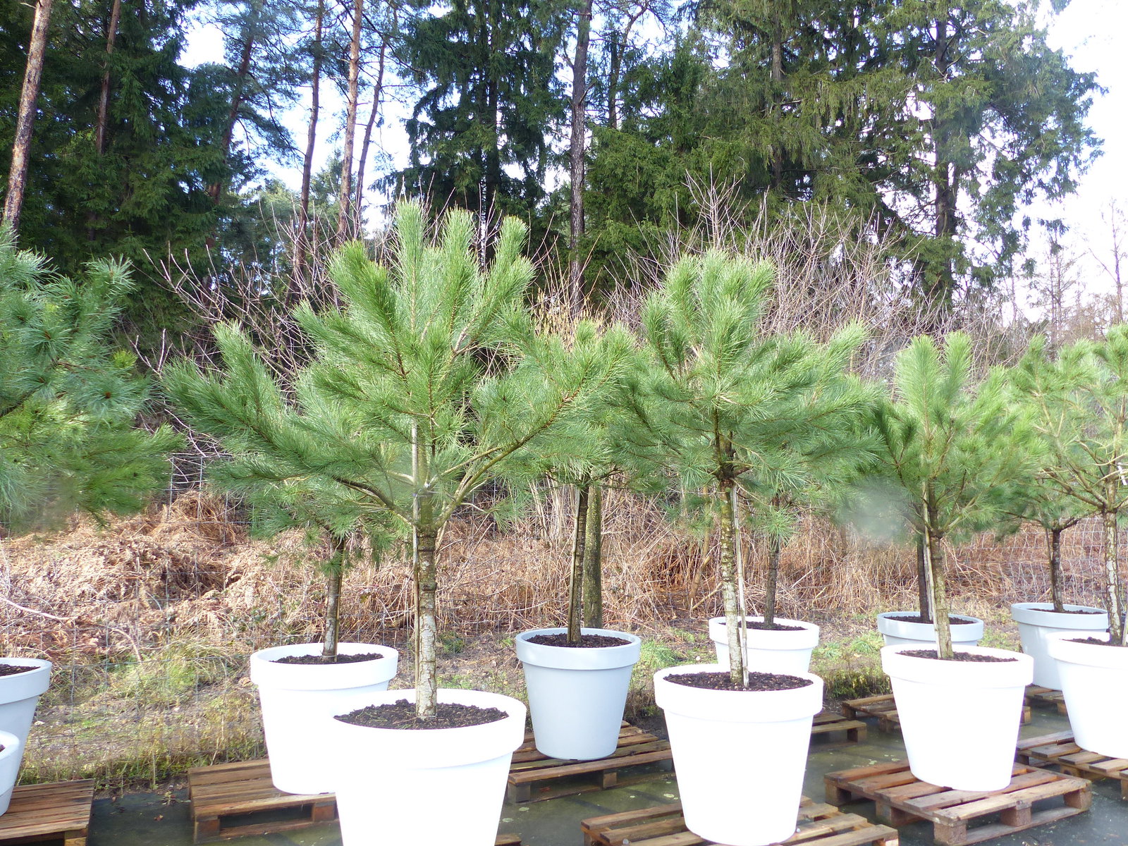 Pinus Pinea Mittelmeerkiefer 250 cm inkl. Pflanzkübel Ø80cm Pinie Kiefer Stamm Premium XL Stamm, winterhart