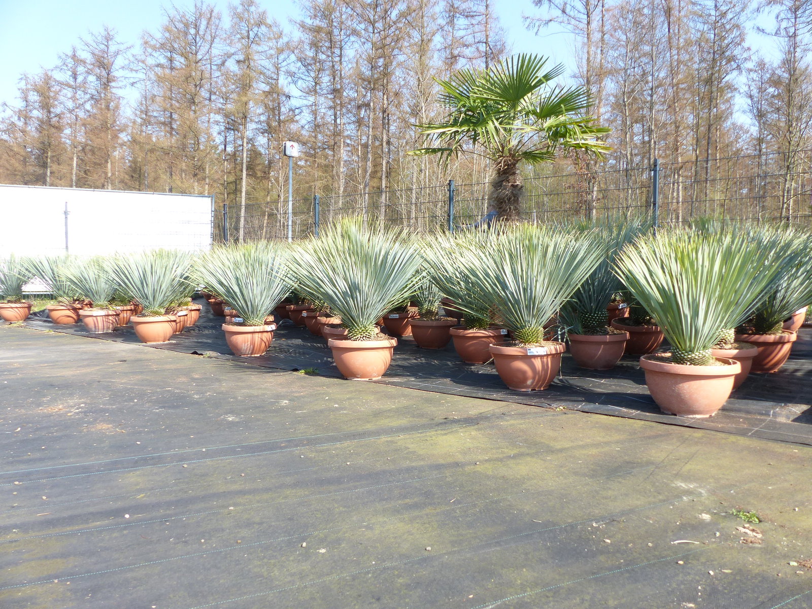 Yucca Rostrata 80 - 100 cm in Bonsai Schale | winterhart | Ø Krone 70 - 100 cm