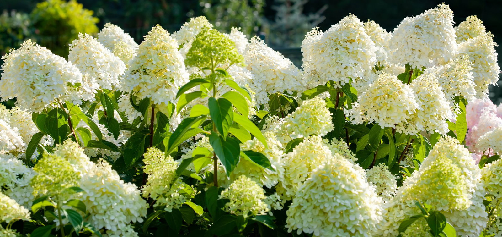 Hortensie Rispenhortensie 70 cm Limelight weiß Hydrangea Paniculata winterhart