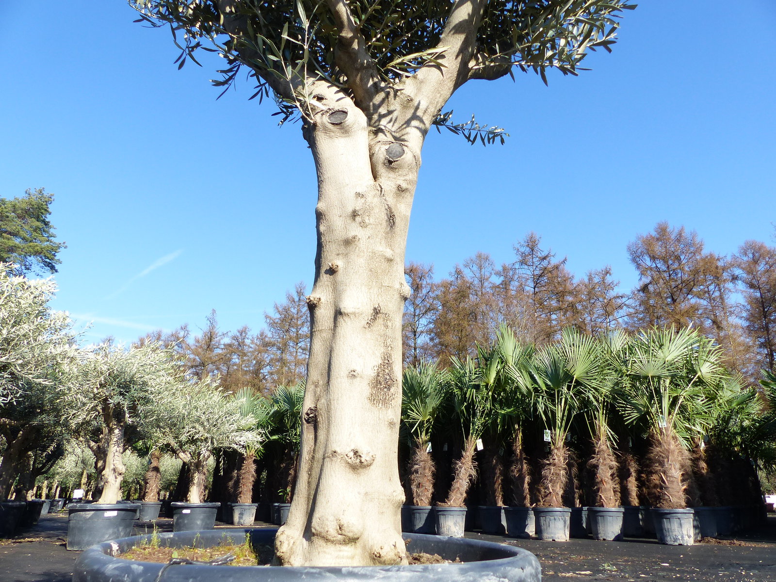 Olivenbaum verzweigt Hojiblanca 200 - 250 cm, kräftige Stämme, winterharte Olive, Olea europaea