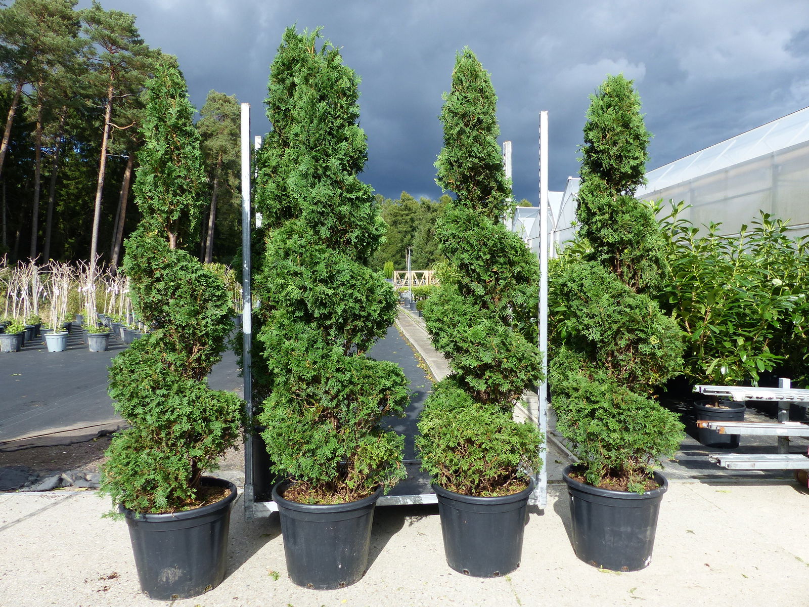 Thuja occ. "Columna" Spirale 180 cm Heckenpflanze Hecke Gartenbonsai Formgehölz