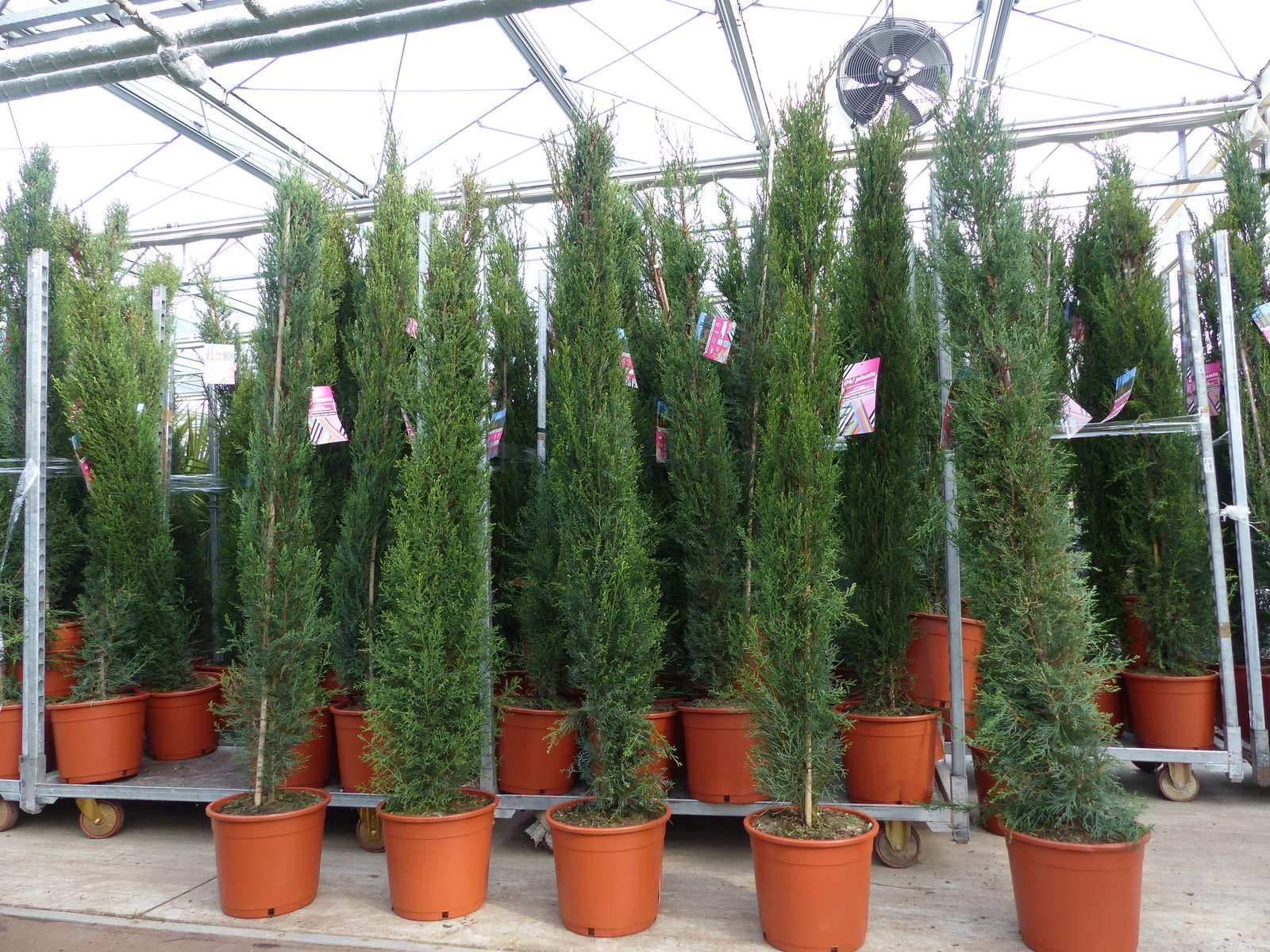 4x Mittelmeerzypresse 200 cm Säulen buschige Toskana Zypressen Zypresse Cupressus Semper.