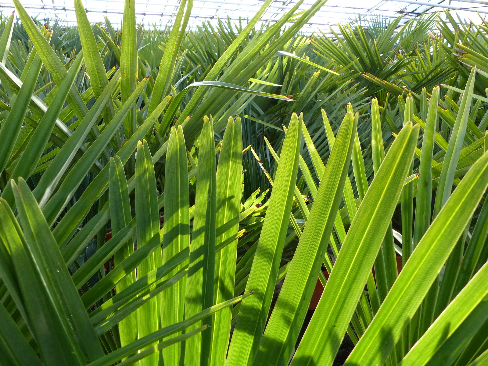 Palme XL 120-150 cm Trachycarpus fortunei, Hanfpalme, winterhart bis -18°C