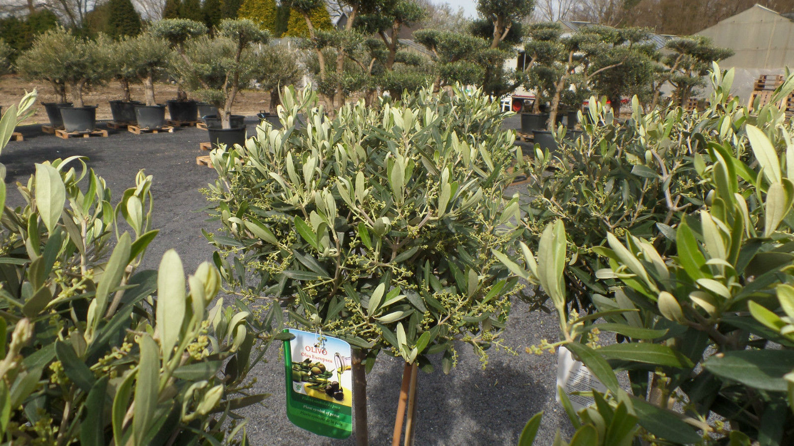Olivenbaum Olive 160 - 180 cm Hochstamm, beste Qualität, winterhart