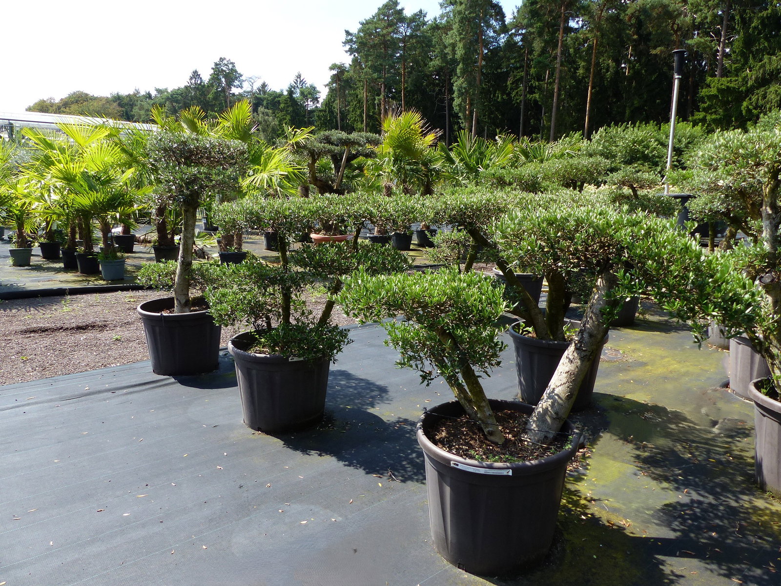 Olivenbaum Olea Europaea als Pon Pon Angebot 130 - 180 cm Bonsai Formgehölz Gartenbonsai Formschnitt winterhart