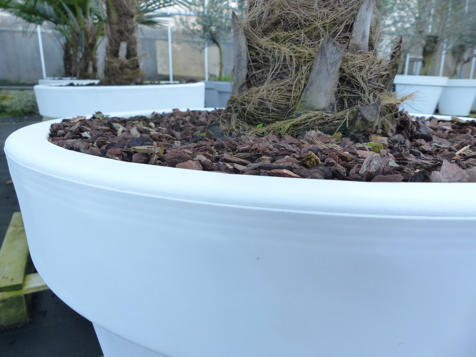 XXL Palme winterhart inkl. Pflanzkübel weiß, 180 - 220 cm Trachycarpus fortunei, Hanfpalme, Top-Qualität