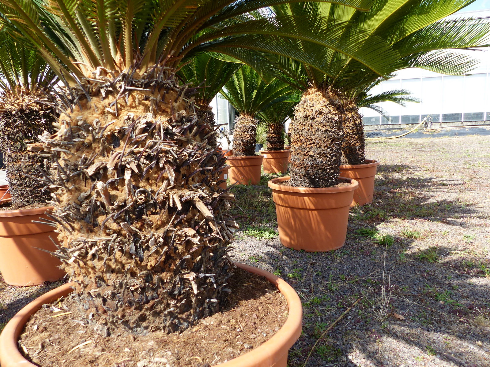 Cycas revoluta 130–150 cm – Japanische Sagopalme Palmfarn mit dickem, kräftigem Stamm bis zu 90 cm Umfang