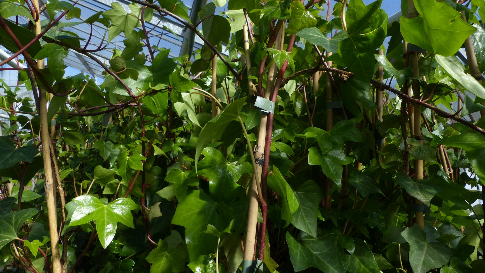 4 Stück Efeu Pflanze Hedera helix 180 - 200 cm Pyramide Säule winterhart Kletterpflanze Hecke Sichtschutz blickdicht