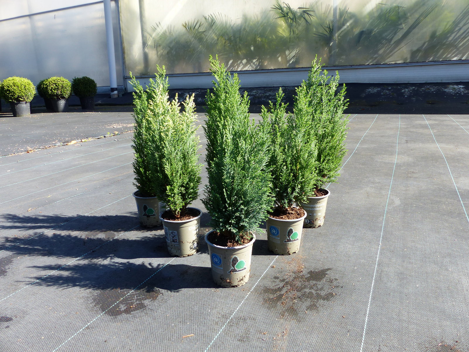 25 Stück Zypresse Scheinzypresse Ellwoodii winterharte Konifere 40 - 55 cm Hecke