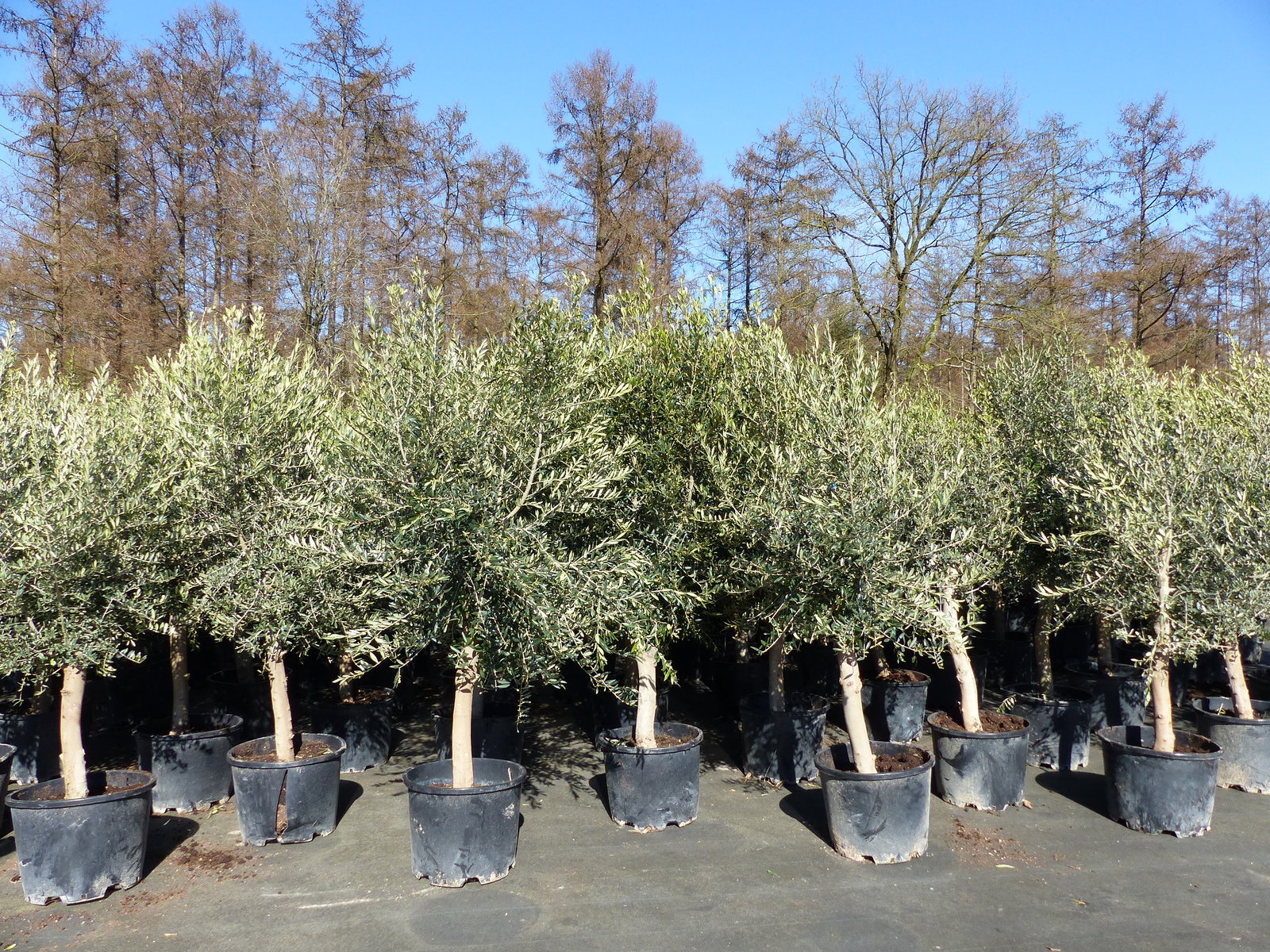 6x Olivenbaum Olive "20 Jahre" 180 - 220 cm, beste Qualität, Stammumfang 20 - 30 cm, winterhart, Olea Europaea