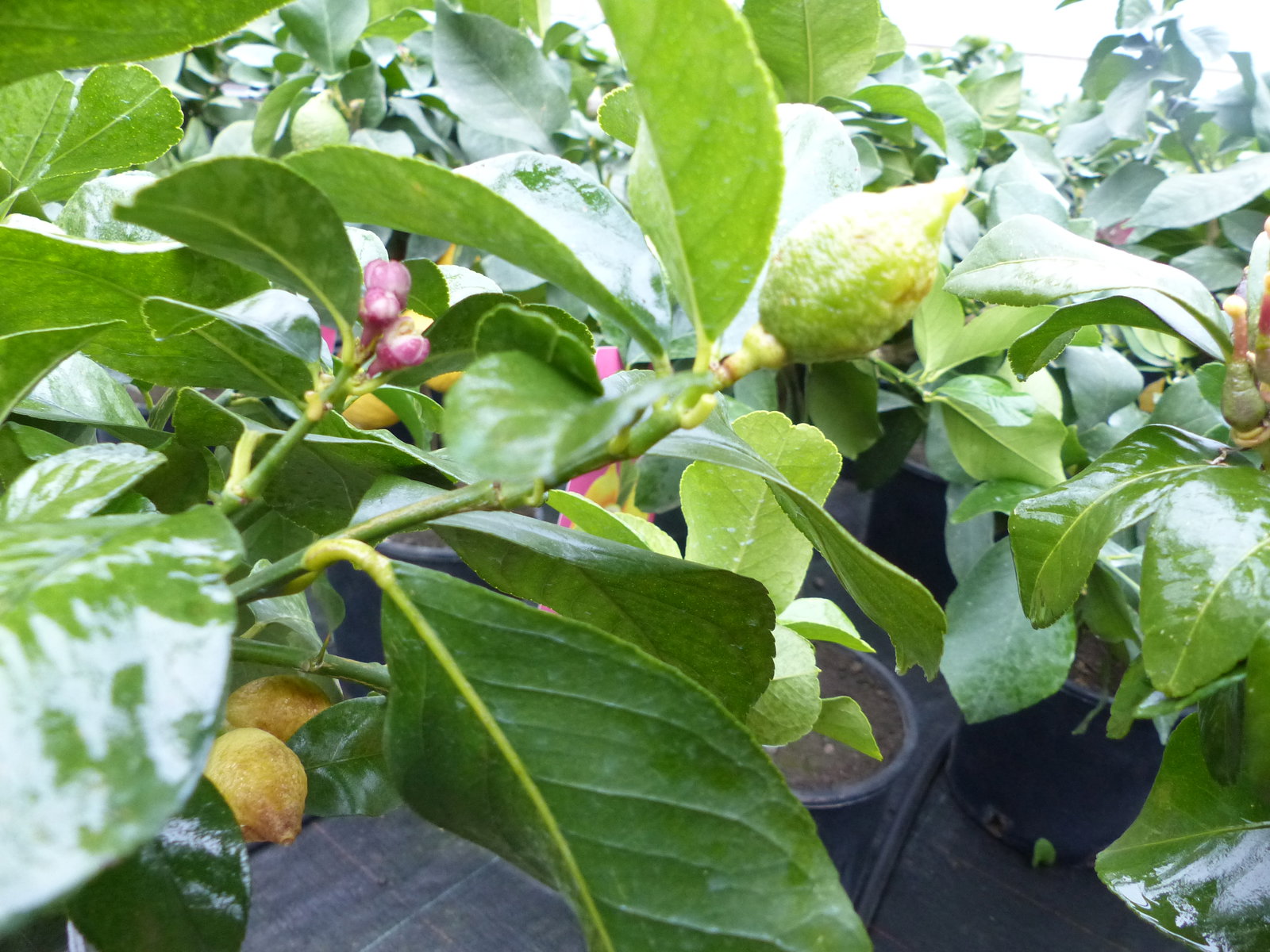Grünwaren: echter Zitronenbaum 50 - 70 cm Zitrone Citrus Limon Zitruspflanze