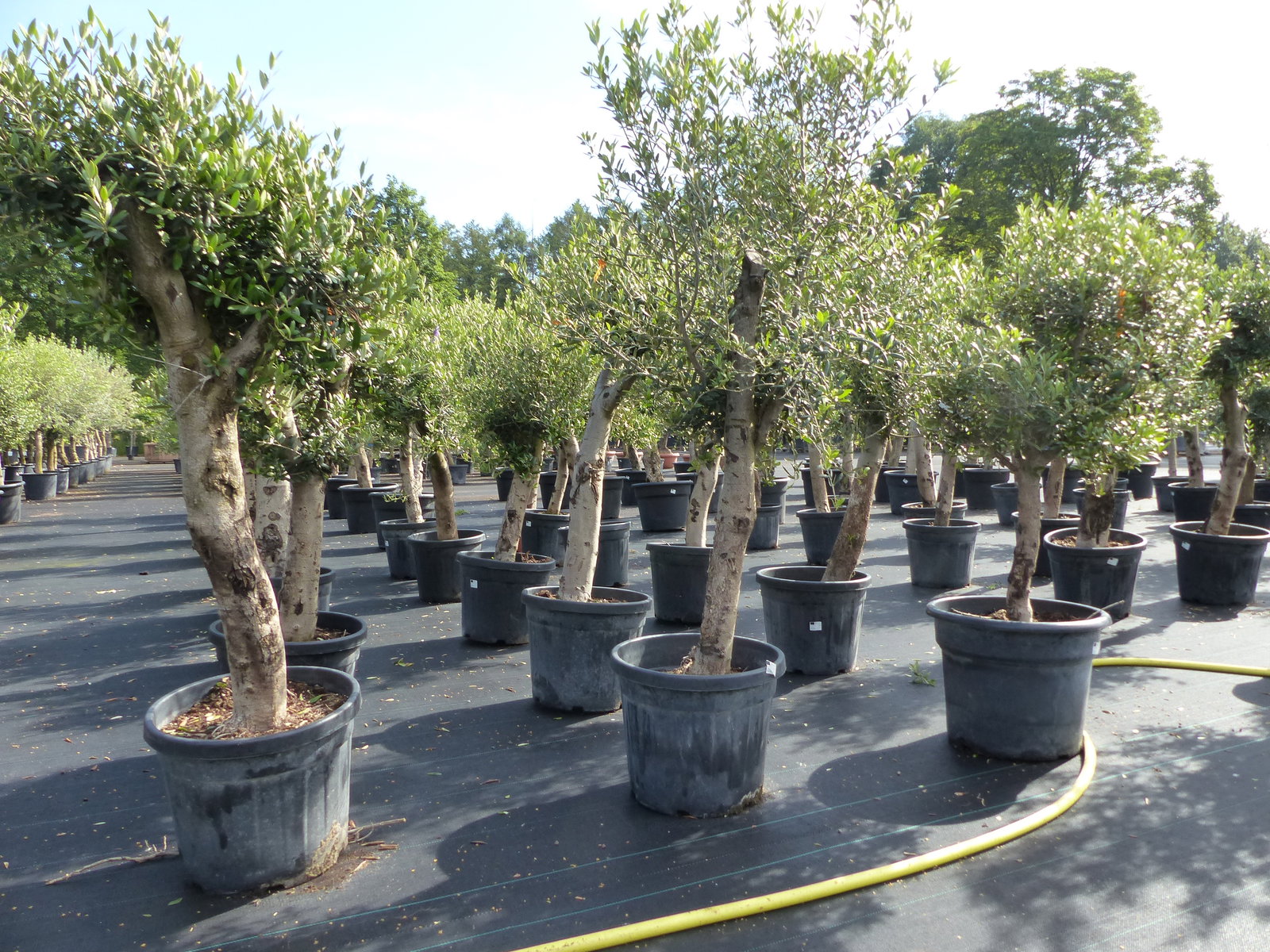 Olivenbaum Olive "Angebot" 150 - 180 cm, beste Qualität, winterhart, Olea Europaea