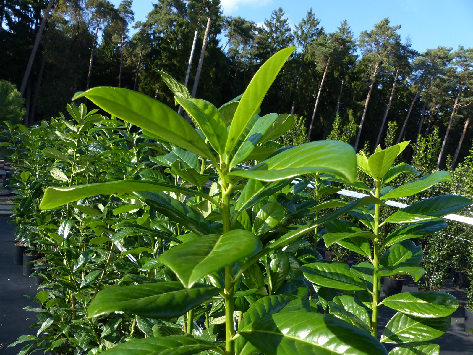 Kirschlorbeer Novita 150 - 170 cm Hecke, immergrün, winterhart