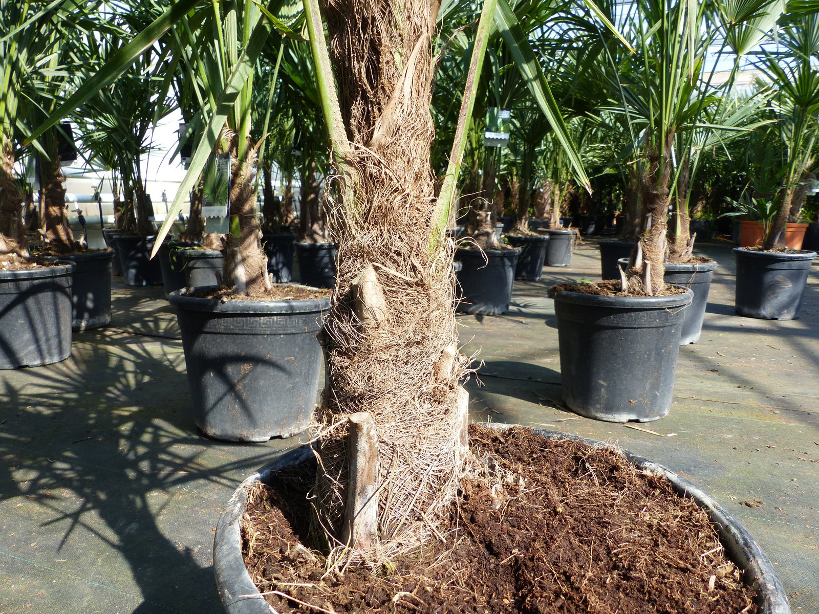 Trachycarpus fortunei 140 cm Palme Hanfpalme, winterhart bis -18°C