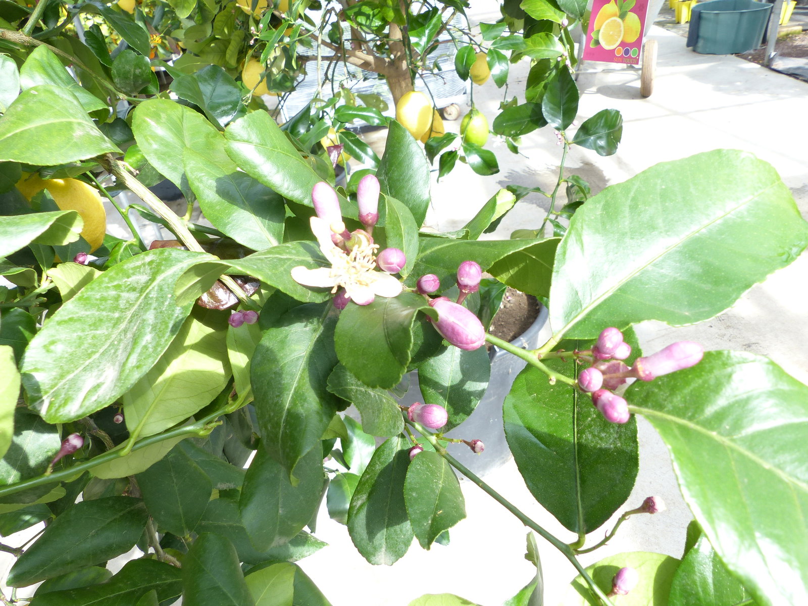 Zitrus Zitronenbaum 200 - 230 cm Zitrone Citrus Limon Zitruspflanze - purer Zitrusduft