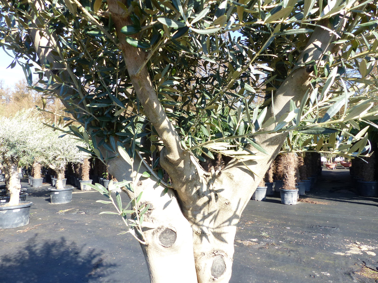 Olivenbaum verzweigt Hojiblanca 200 - 250 cm, kräftige Stämme, winterharte Olive, Olea europaea