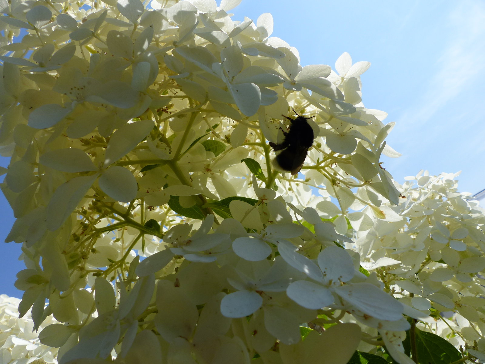 Hortensie Rispenhortensie Stamm 150 - 180 cm Candlelight weiß Hydrangea Paniculata winterhart