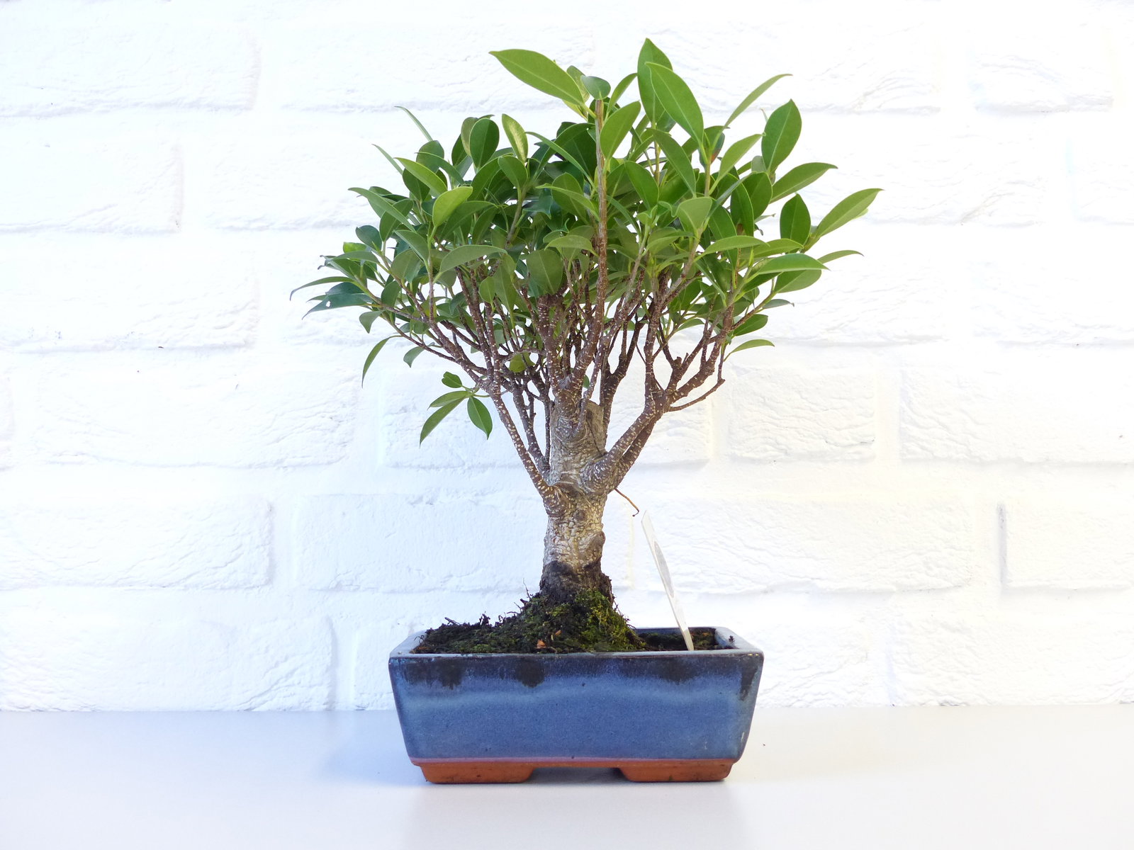 Ficus Ginseng Bonsai 35 - 40 cm Feng Shui Zimmerpflanze in Keramikschale
