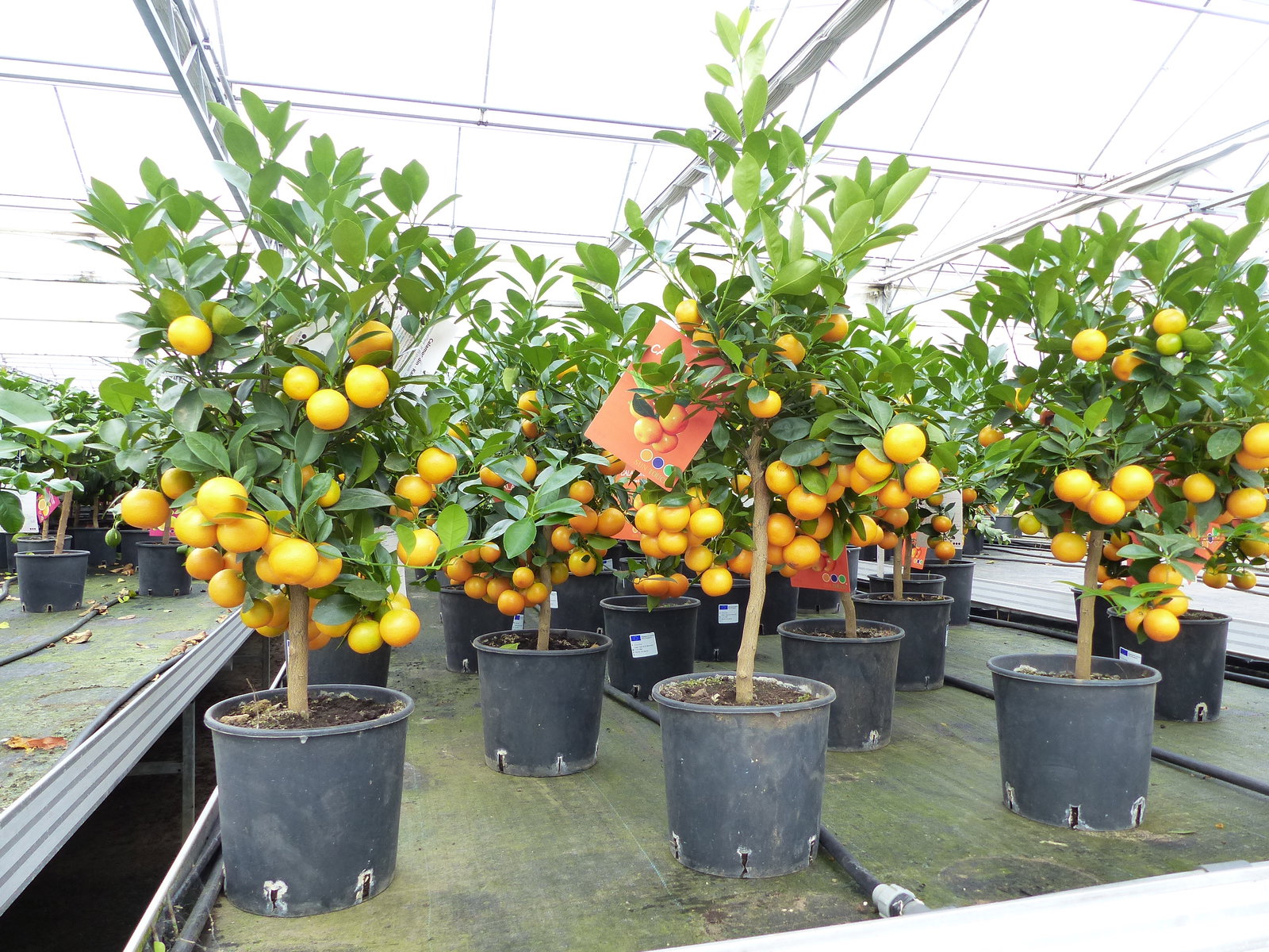 Calamondin Stamm Busch Orange Citrus Mitis 70 - 80 cm Orangenbaum Calamondino Kalamansi