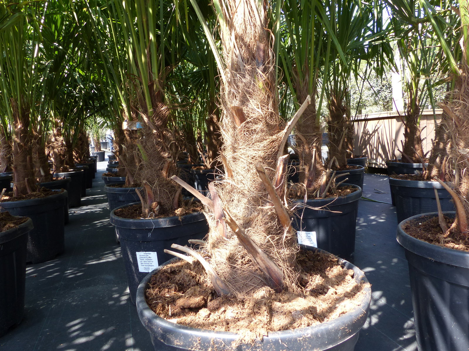 3 Stück XXL Palme winterhart 190 - 220 cm Trachycarpus fortunei, Hanfpalme, Top-Qualität