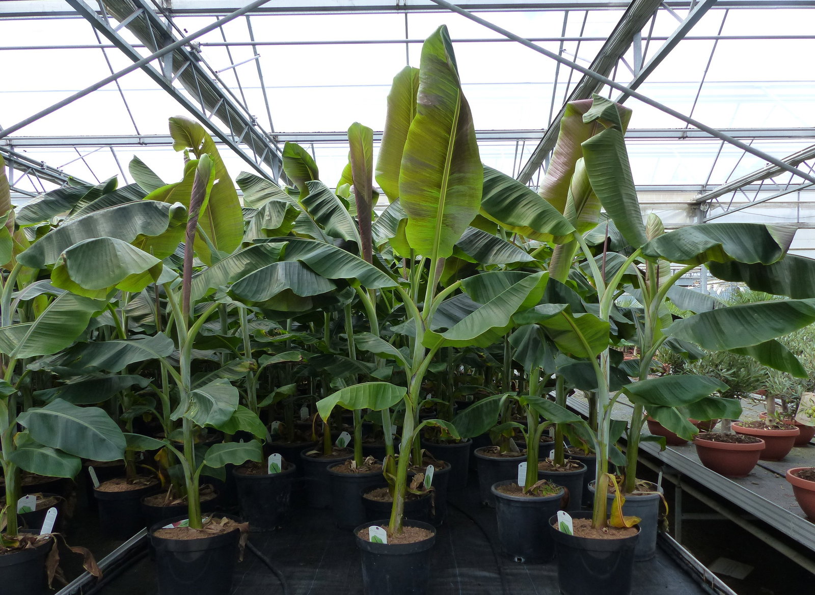 Musa Itinerans Forma India | Bananenstaude | 140 - 170 cm