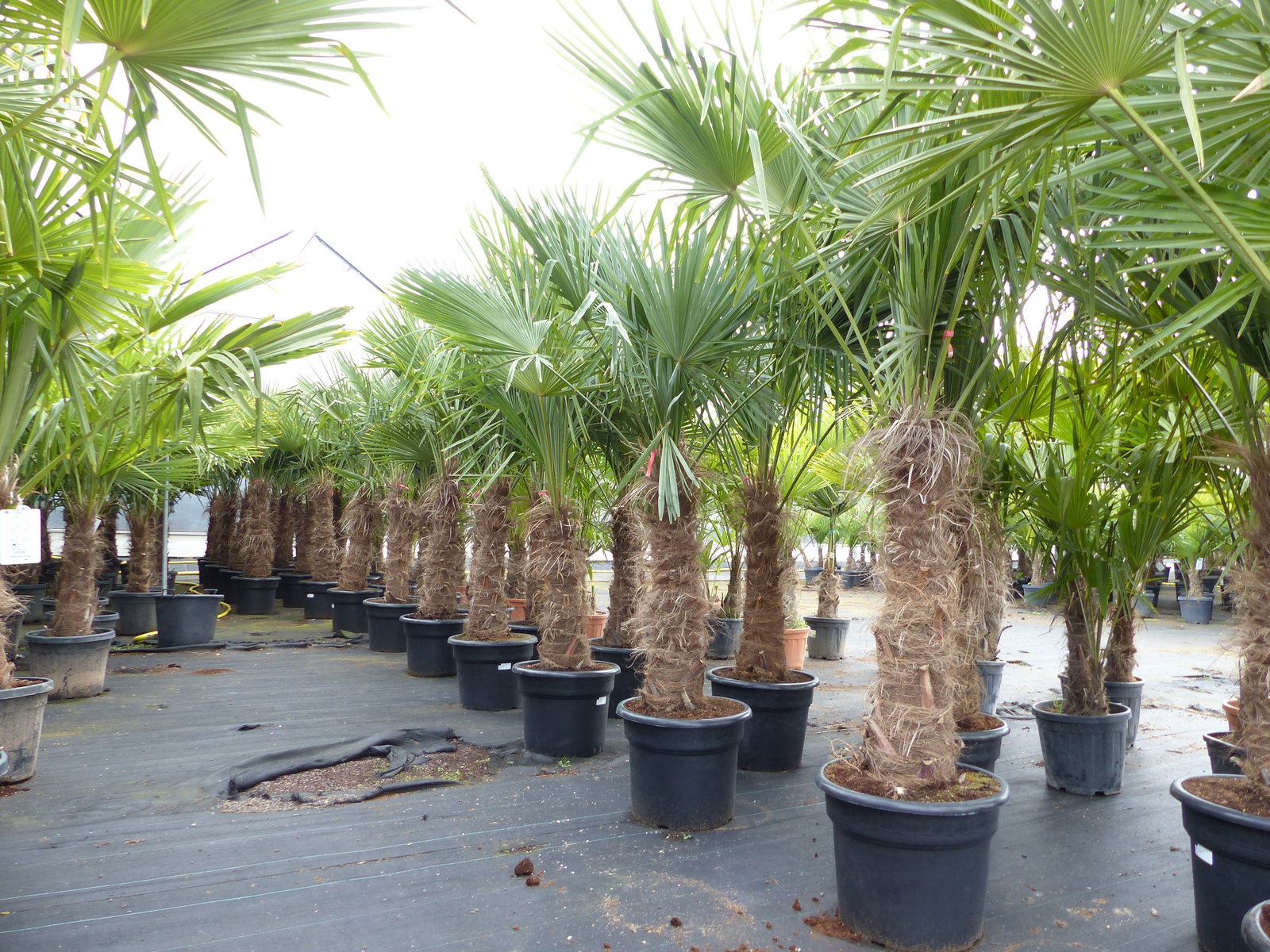 Trachycarpus fortunei, 70 - 100 cm Stamm, 210 - 250 cm Hanfpalme, winterharte Palme bis -18°C