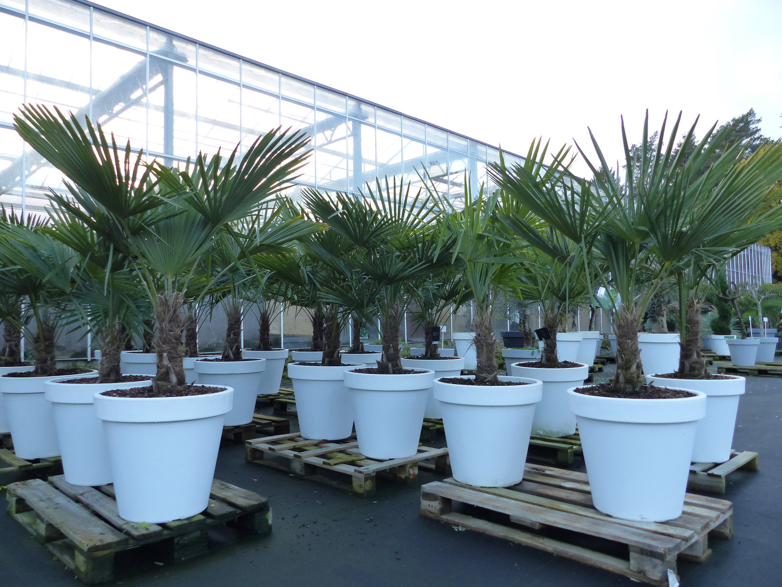 XXL Palme winterhart inkl. Pflanzkübel weiß, 180 - 220 cm Trachycarpus fortunei, Hanfpalme, Top-Qualität