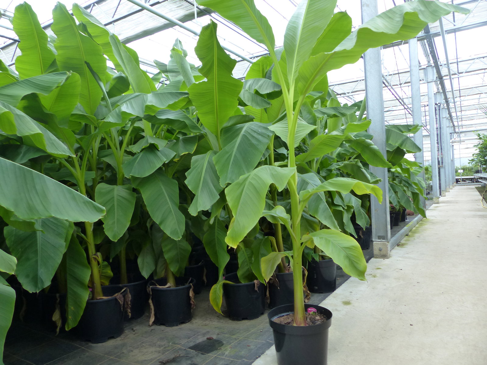 2 Stück Bananenstaude Banane Musa Basjoo 170 cm winterhart Staude japanische Faserbanane