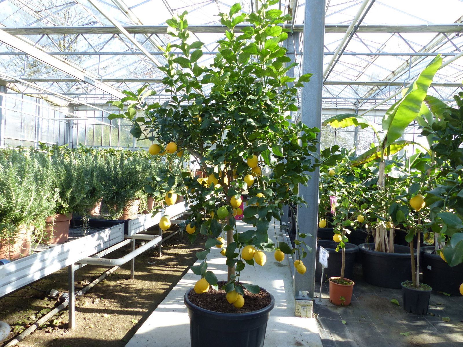 Zitrus Zitronenbaum 200 - 230 cm Zitrone Citrus Limon Zitruspflanze - purer Zitrusduft