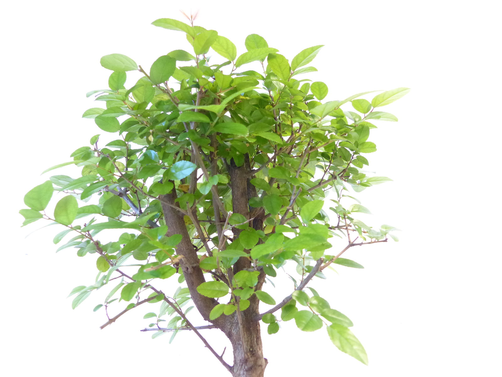 Sageretia Bonsai 30 - 40 cm Feng Shui Zimmerpflanze in Keramikschale