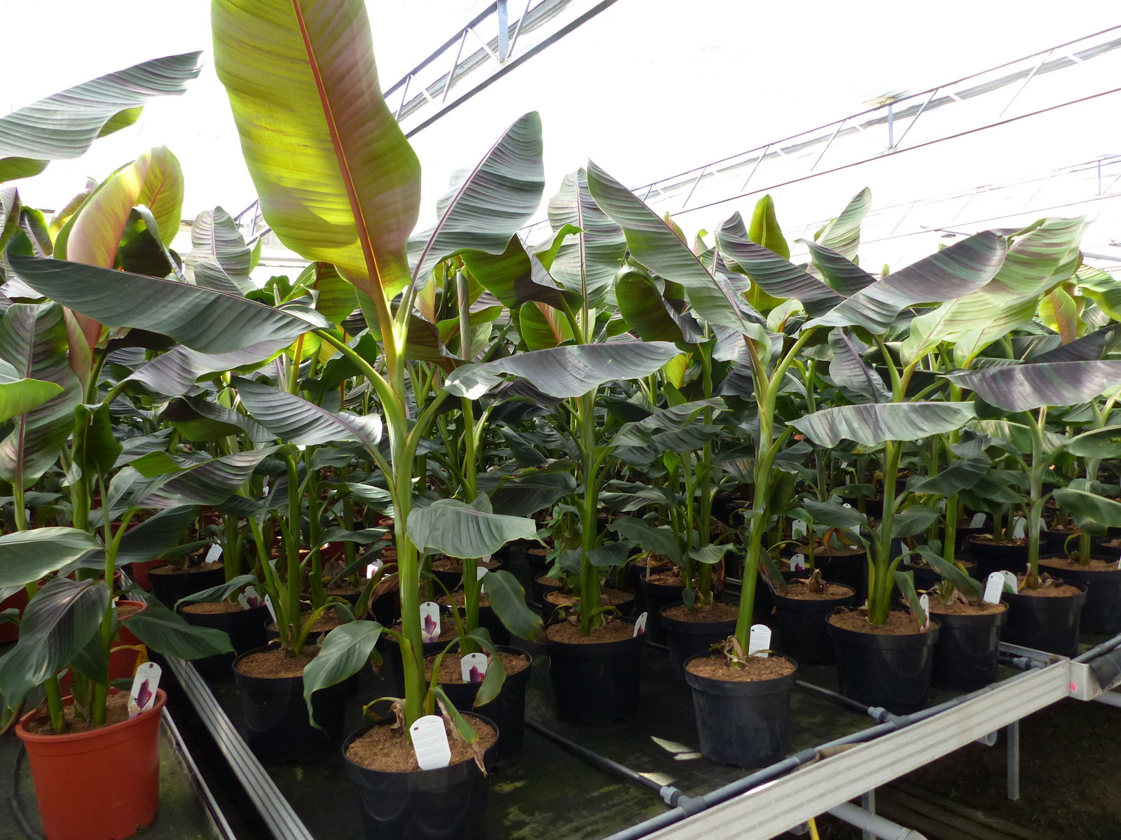 Bananenstaude Banane Musa Sikkimensis Red Tiger Banane 140 - 170 cm  winterhart Staude