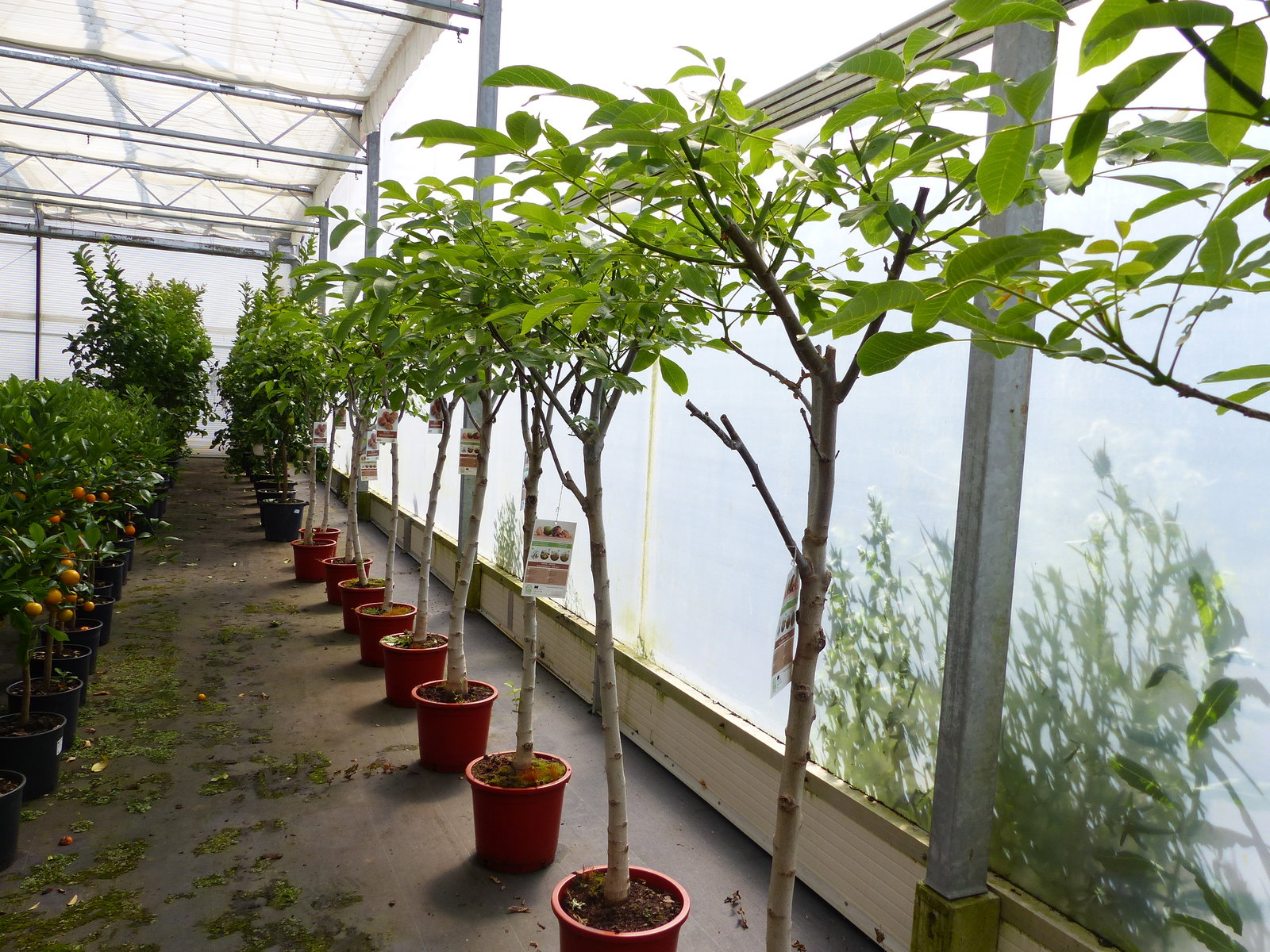 echter Walnussbaum Juglans regia 180 cm Obstbaum winterhart kräftiger Stamm Nussbaum
