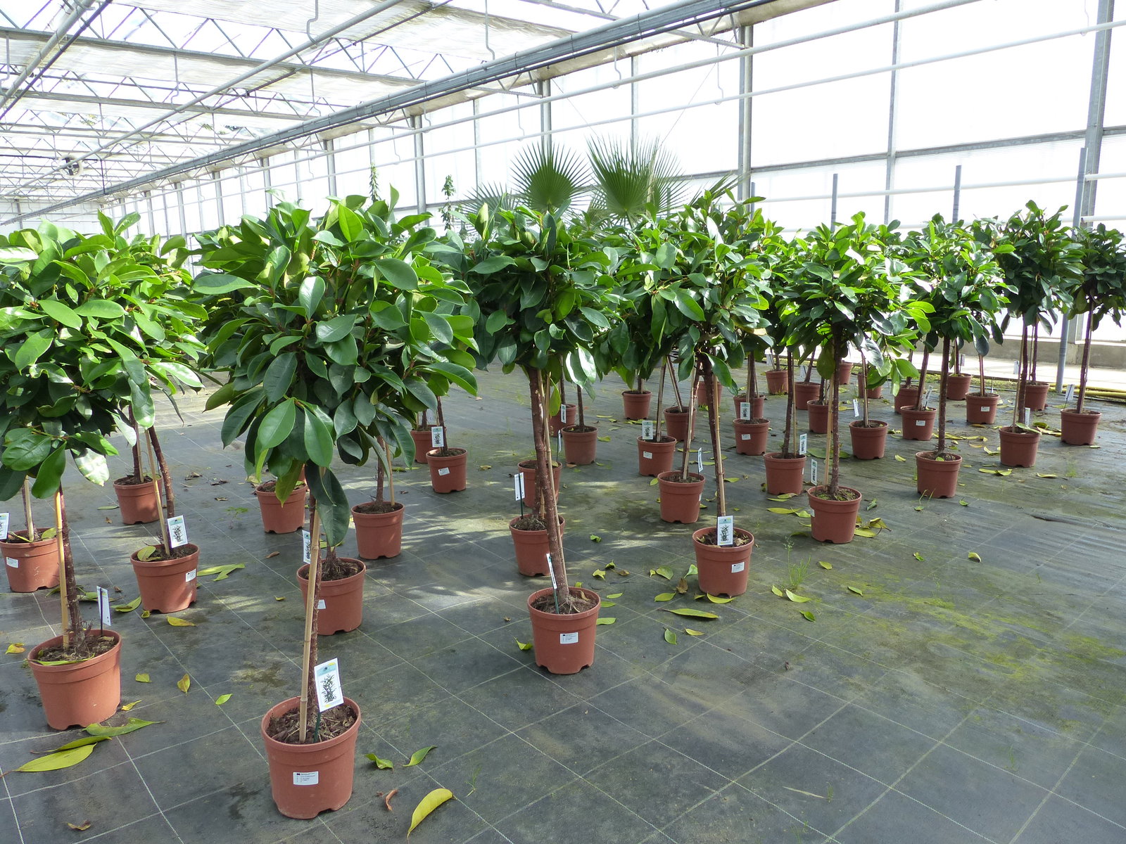 Ficus cyathispula | Becherfeige | Afrikanischer Feigenbaum | 120 - 140 cm | Feige | Stamm | Premiumqualität
