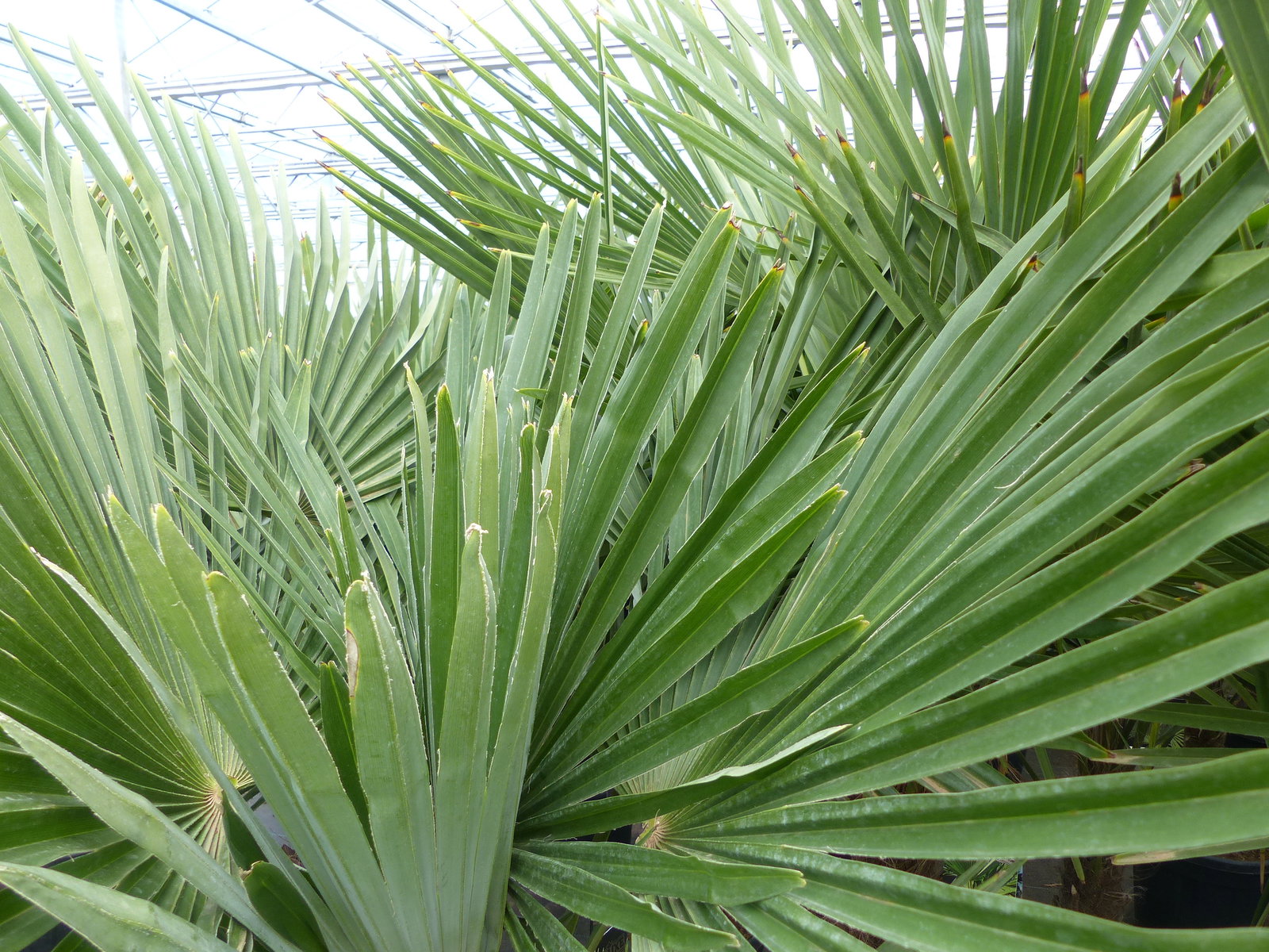 5 Stück XXL Stämme Palme winterhart 180 cm Trachycarpus fortunei, Hanfpalme, Top-Qualität
