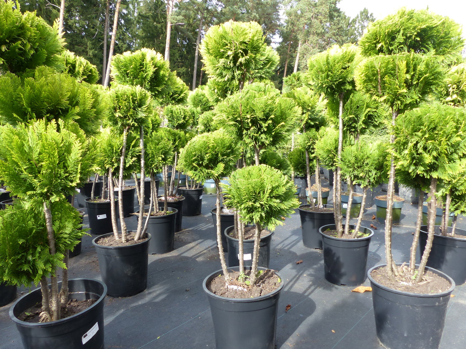 Pon Pon Zypresse Ivonne 100 - 125 cm Formgehölz Chamaecyparis lawsoniana