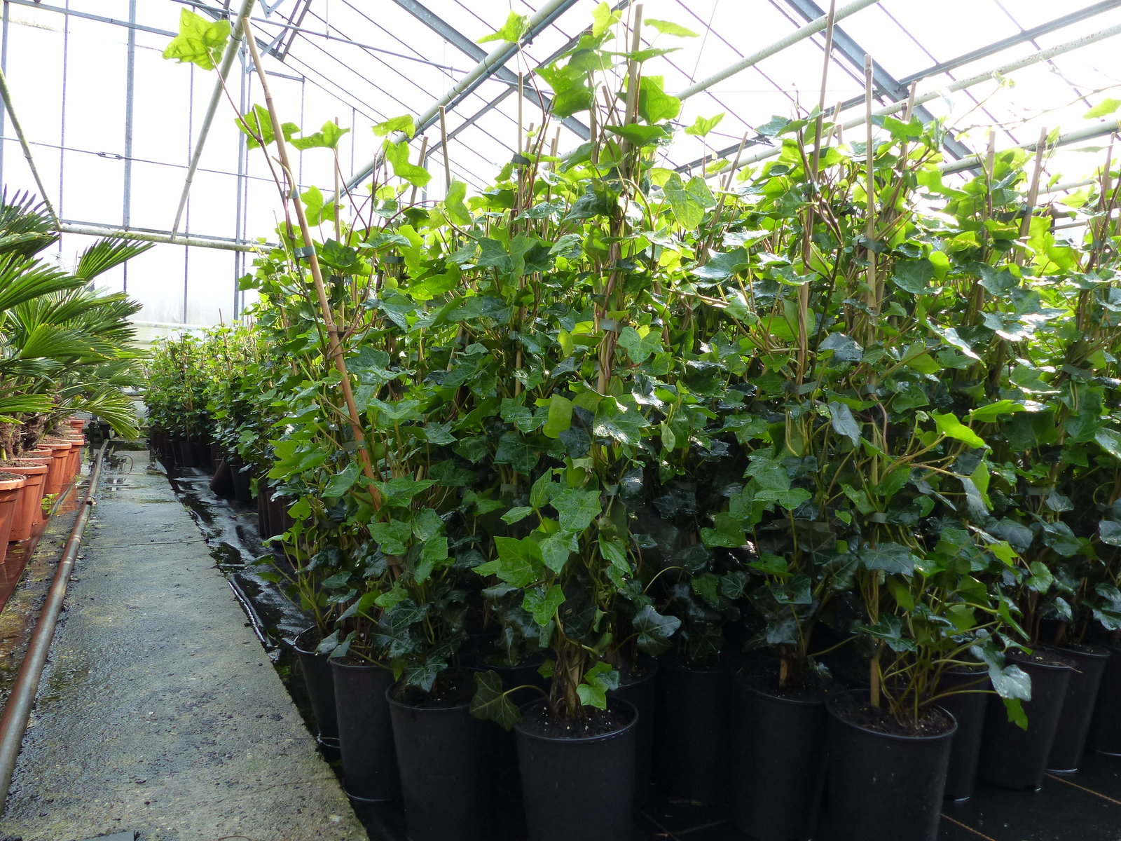 10 Stück Efeu Hedera helix 85 - 105 cm Heckenpflanze winterhart Kletterpflanze Hecke Sichtschutz blickdicht