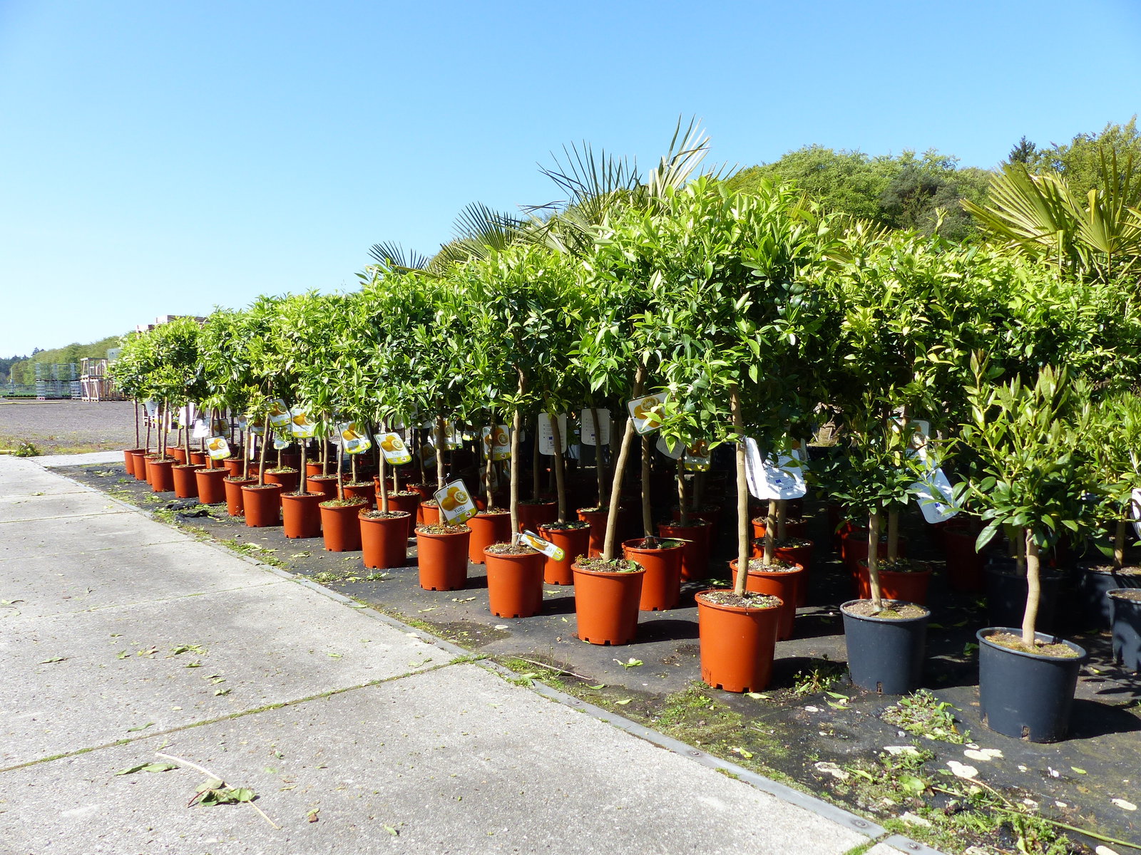 Citrus Yuzu 100 - 120 cm, Zitronenbaum Zitrone, japanische Zitrone, winterhart