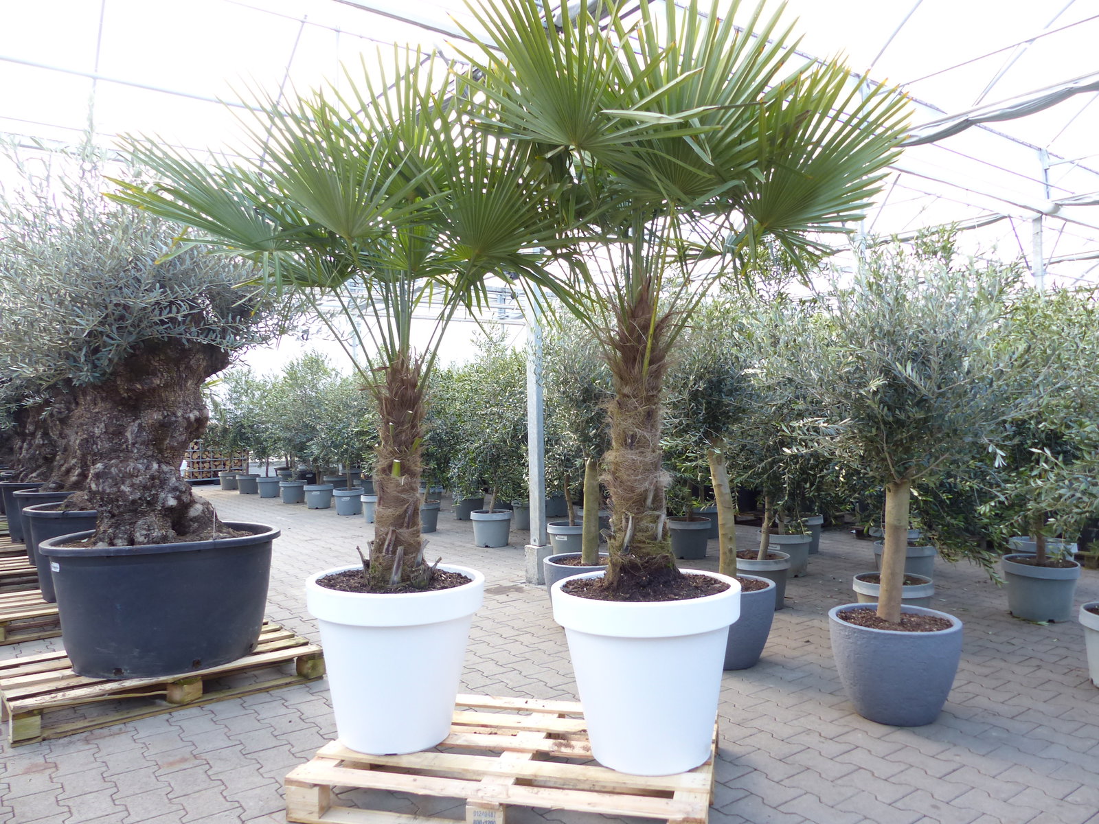XXL Palme 230 cm | Stamm 80 cm | Trachycarpus fortunei winterhart inkl. Pflanzkübel weiß, Hanfpalme, Top-Qualität