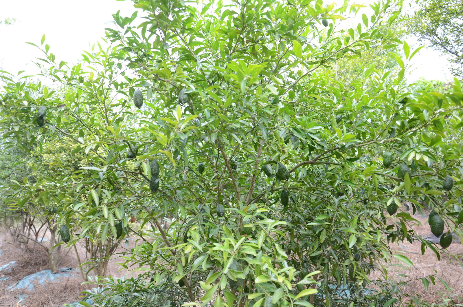 Kaviarlimette 65 - 75 cm | grüner Kaviar | Zitrusbaum | Fingerlimette | veredelt | Premiumqualität | hergestellt auf Sizilien