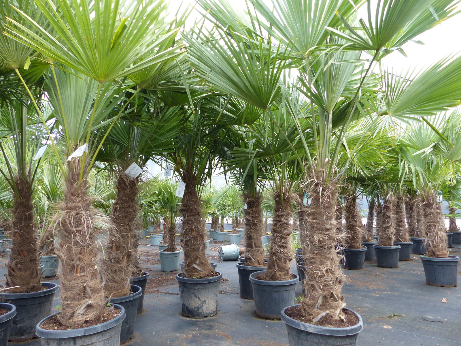 Trachycarpus fortunei, 70 - 100 cm Stamm, 210 - 250 cm Hanfpalme, winterharte Palme bis -18°C