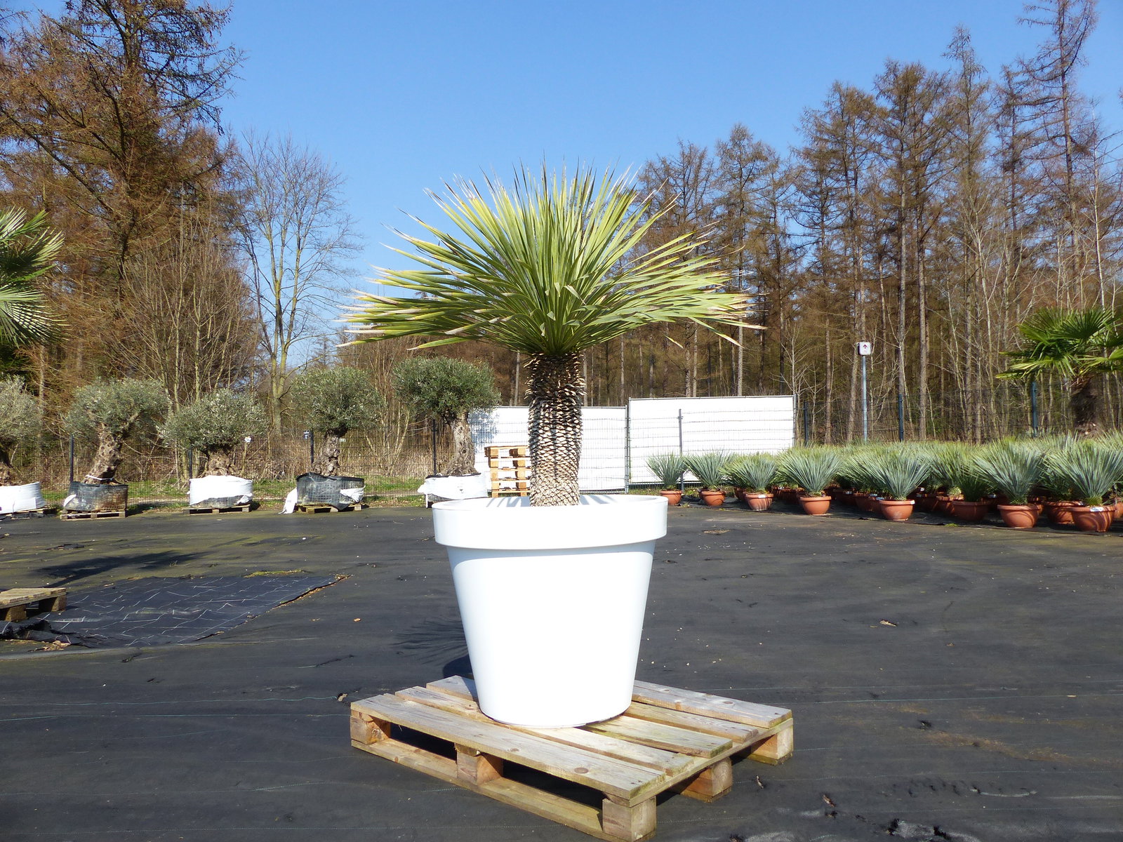 Yucca Rostrata 170 cm | Stamm 55 cm | im Pflanzkübel Ø80 cm Weiß winterhart