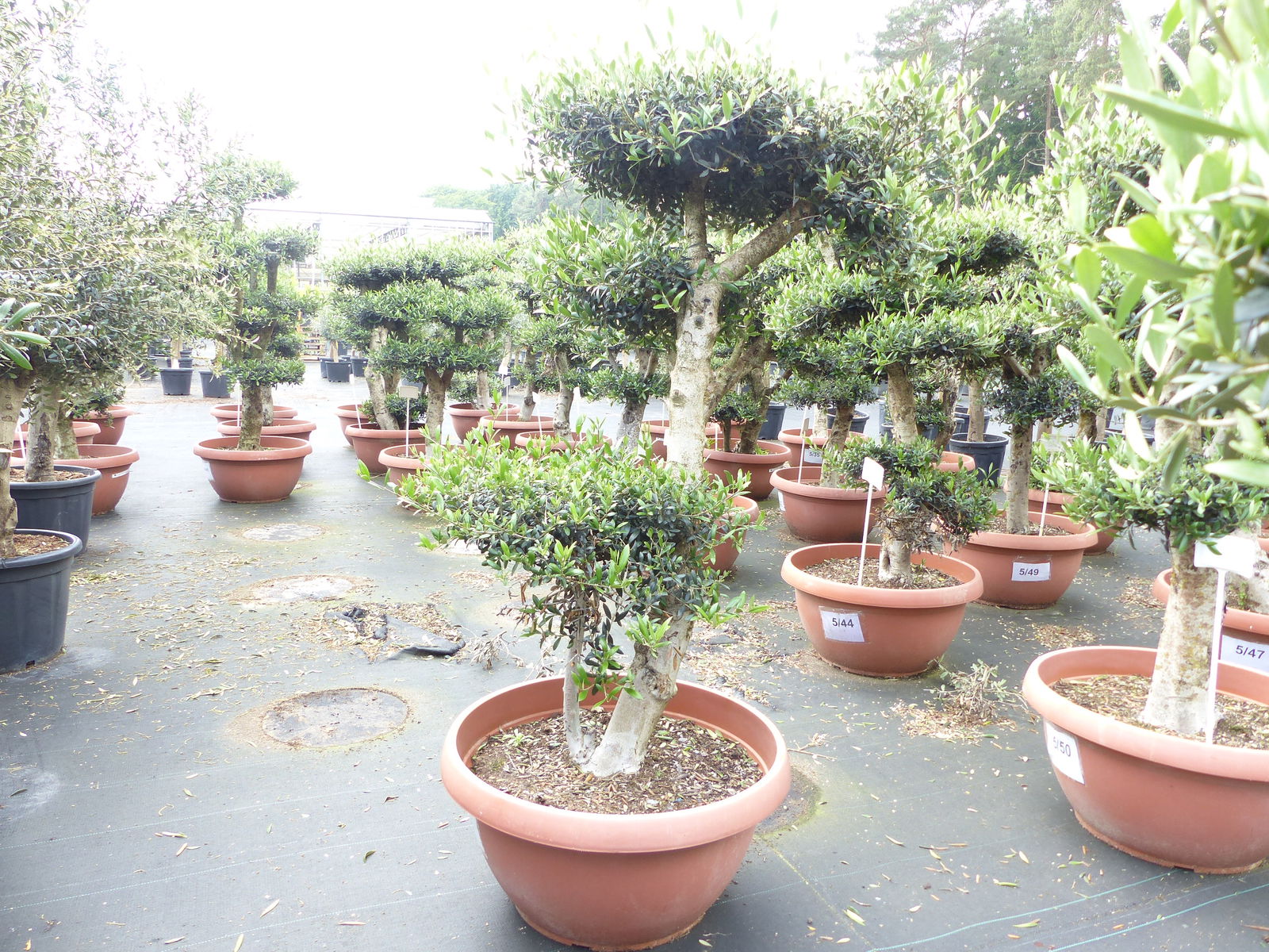 Olivenbaum Pon Pon 170 cm | 4 Pon Pon Bonsai Formgehölz, winterhart