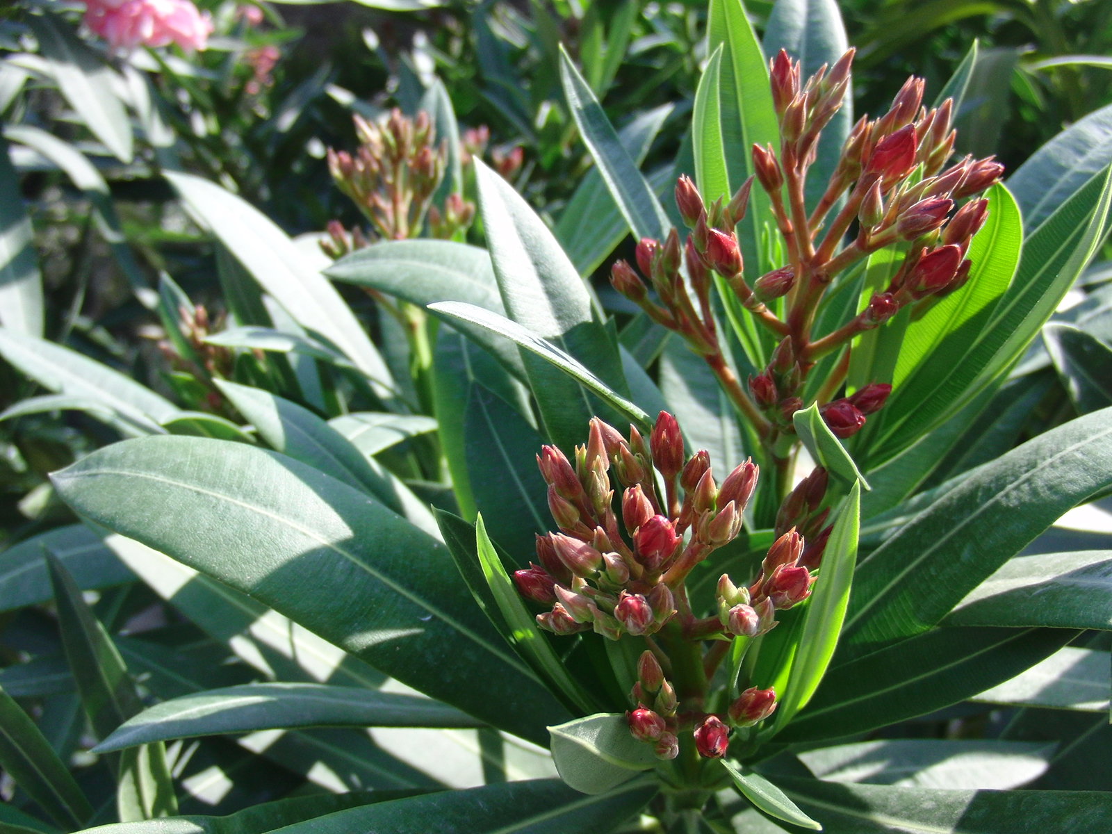 Oleander Busch 65 cm Nerium Rosenlorbeer Premium rot oder rosa